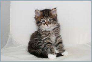 Male Siberian Kitten from Deedlebug Siberians